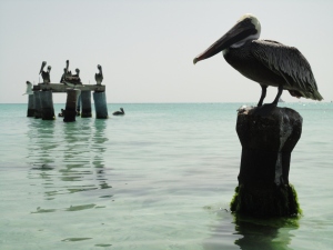 pelicanos em Madrizqui