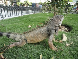 iguana na praça