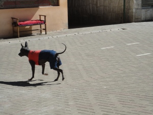 cão peruano de jeans
