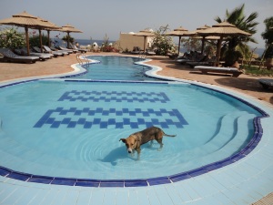 cão da rua na piscina