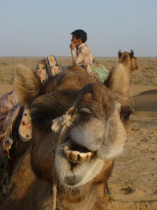safári de camelo