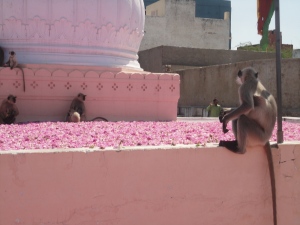 macacos em templo de Pushkar